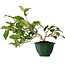 Camellia japonica, 25 cm, ± 15 Jahre alt