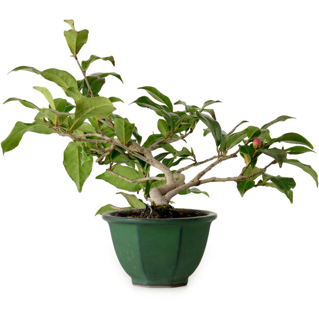 Camellia japonica, 25 cm, ± 15 Jahre alt