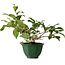 Camellia japonica, 25 cm, ± 15 jaar oud