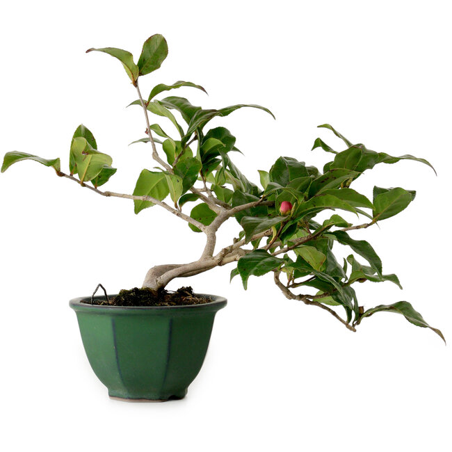 Camellia japonica, 25 cm, ± 15 years old