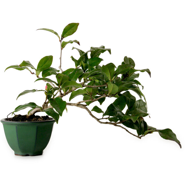 Camellia japonica, 25 cm, ± 15 jaar oud