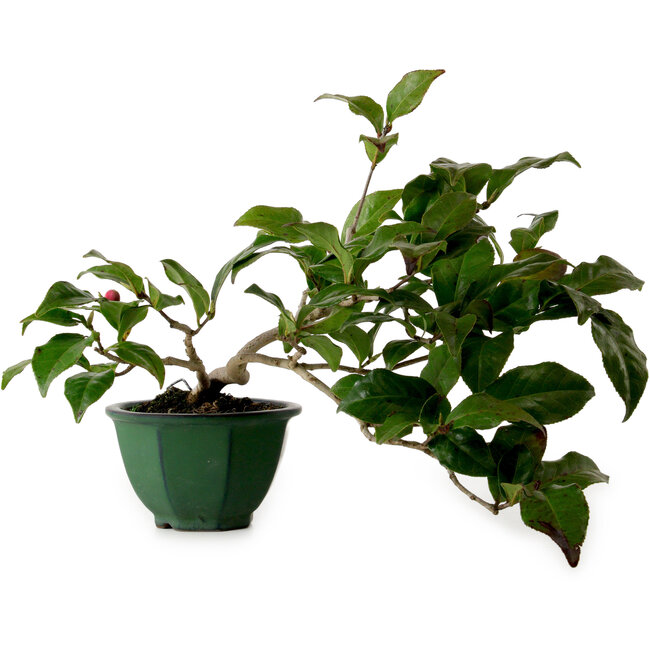 Camellia japonica, 25 cm, ± 15 anni