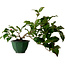 Camellia japonica, 25 cm, ± 15 ans