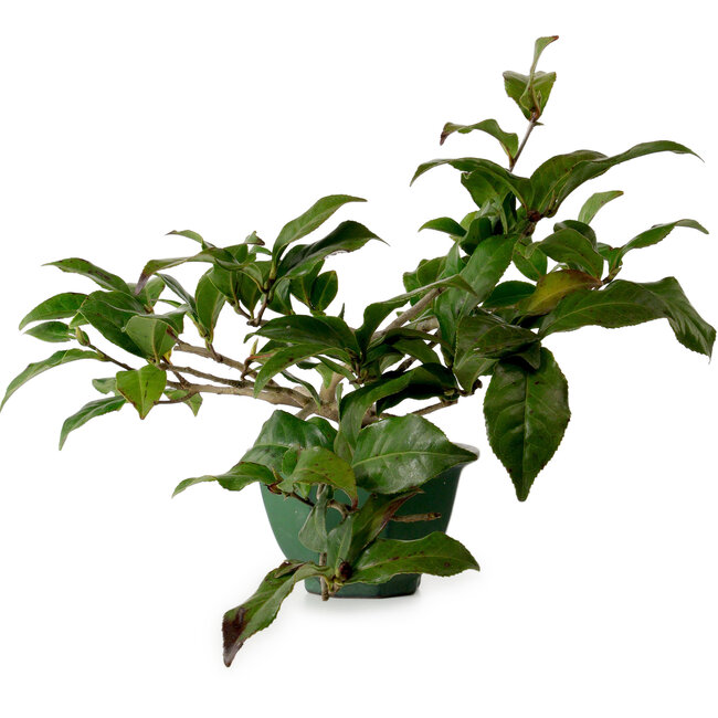 Camellia japonica, 25 cm, ± 15 jaar oud