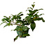 Camellia japonica, 25 cm, ± 15 jaar oud