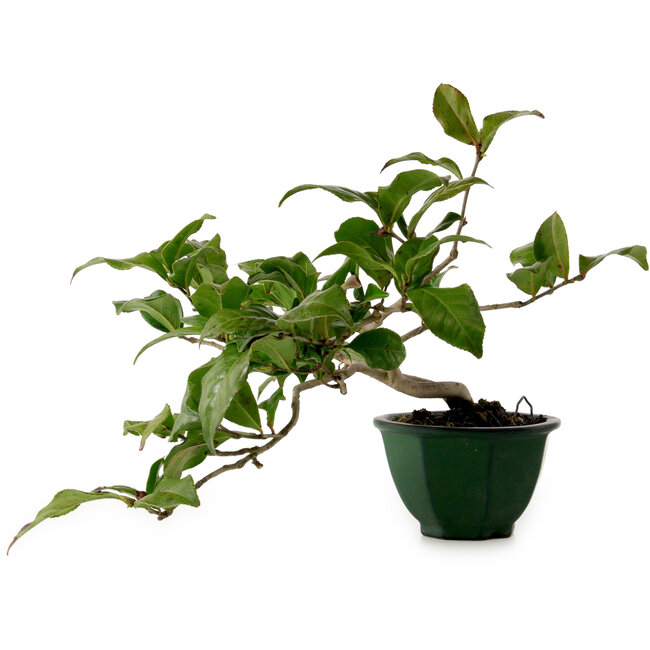 Camellia japonica, 25 cm, ± 15 jaar oud