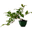 Camellia japonica, 25 cm, ± 15 Jahre alt