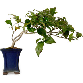 Camellia japonica, 21 cm, ± 15 ans