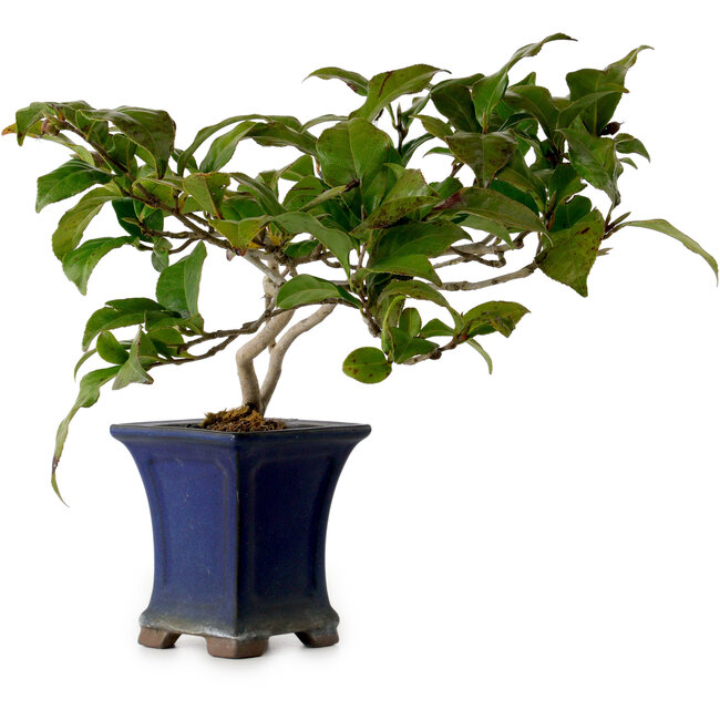Camelia japonica, 21 cm, ± 15 años, en una maceta rota.