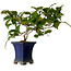 Camelia japonica, 21 cm, ± 15 años, en una maceta rota.