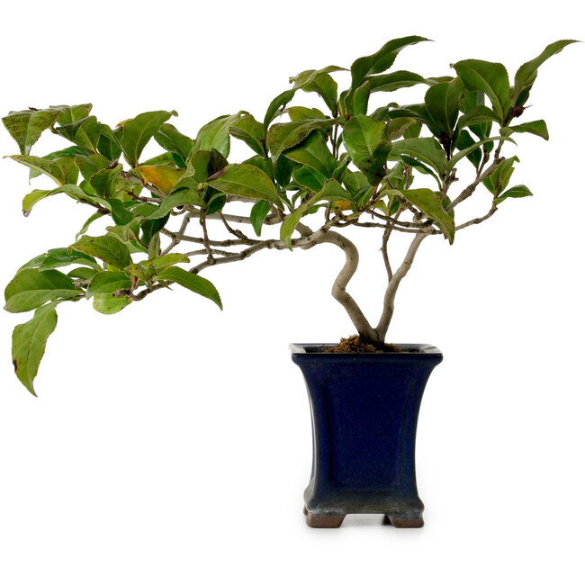 Camellia japonica, 21 cm, environ 15 ans, dans un pot cassé