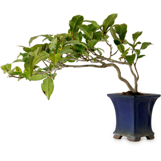 Camellia japonica, 21 cm, ± 15 years old, in a broken pot