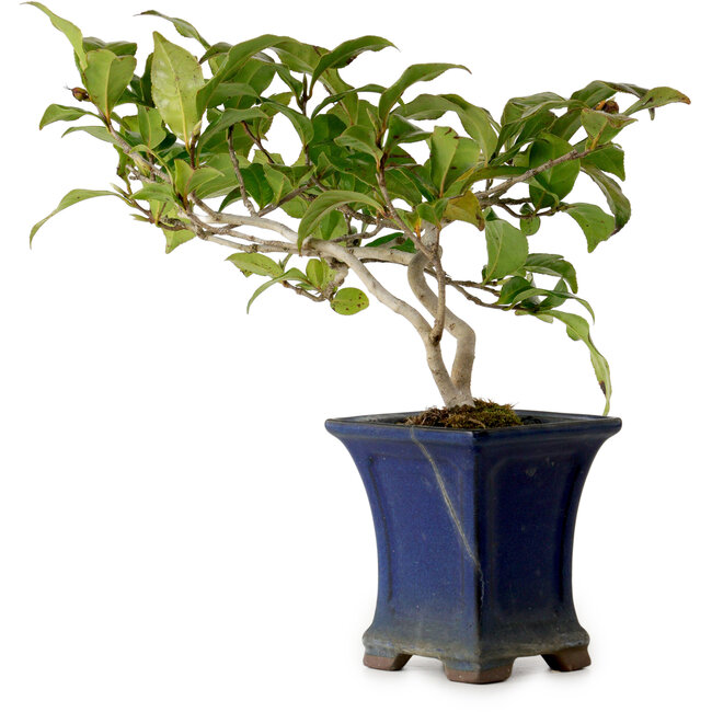 Camellia japonica, 21 cm, ± 15 anni, in un vaso rotto