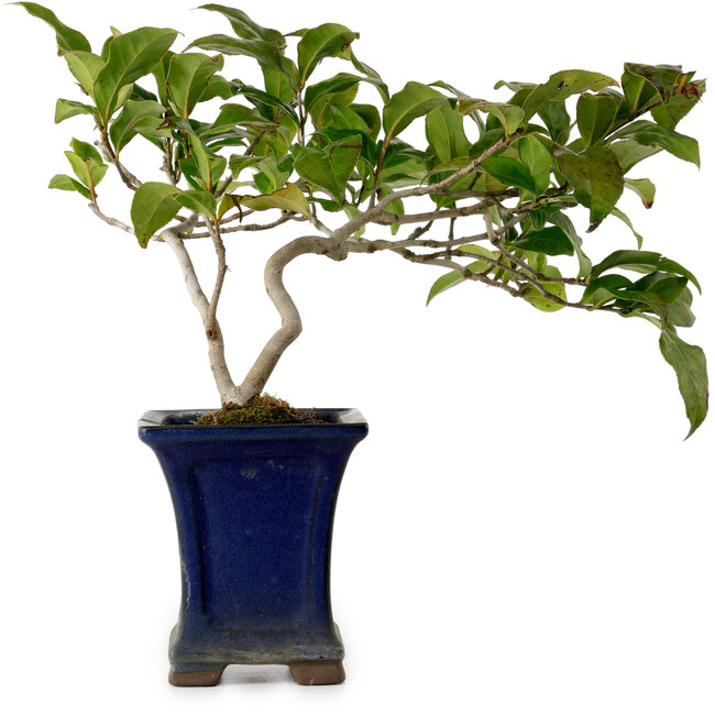 Camellia japonica, 21 cm, ± 15 anni, in un vaso rotto