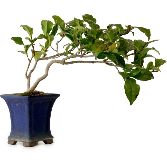 Camellia japonica, 21 cm, ± 15 jaar oud, in een gebroken pot.