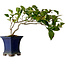 Camellia japonica, 21 cm, ± 15 anni, in un vaso rotto
