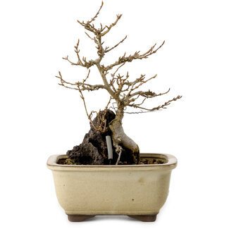 Acer palmatum, 18 cm, ± 10 jaar oud