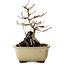 Acer buergerianum, 18 cm, ± 10 jaar oud
