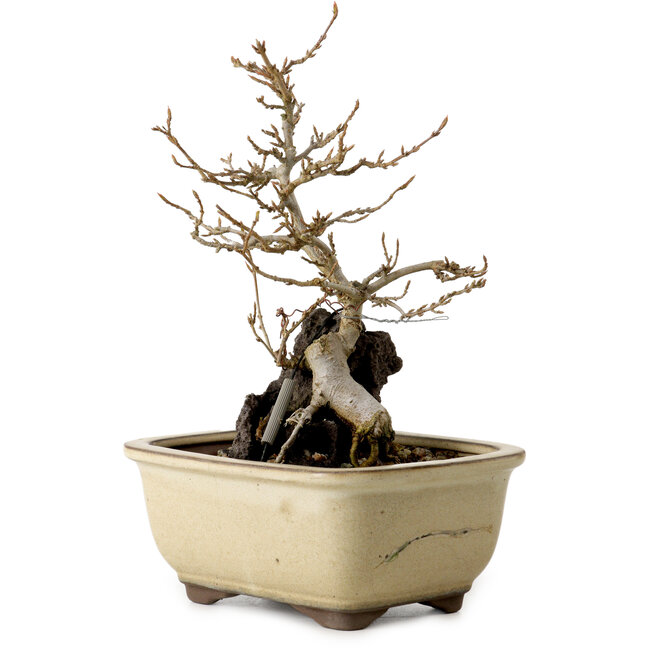 Acero palmato, 18 cm, ± 10 anni