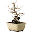 Acer buergerianum, 18 cm, ± 10 Jahre alt