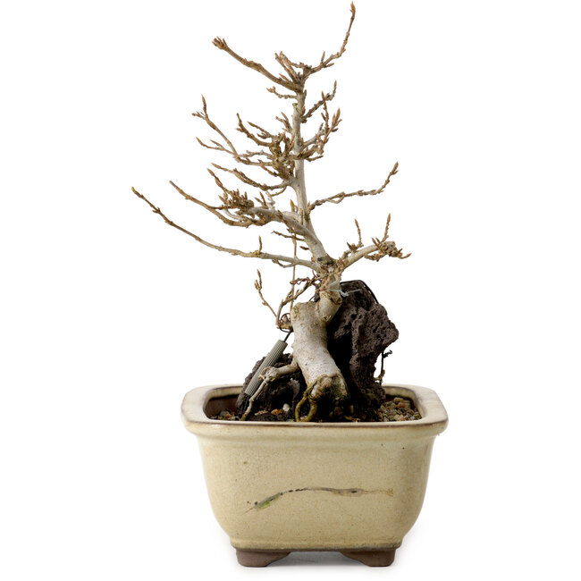 Acer buergerianum, 18 cm, ± 10 ans