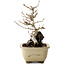 Acer buergerianum, 18 cm, ± 10 ans