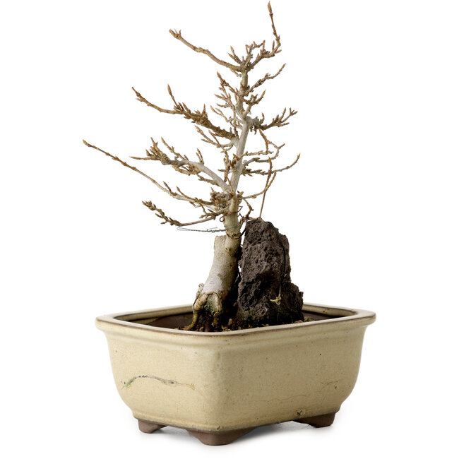 Acer buergerianum, 18 cm, ± 10 years old