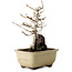 Acer palmatum, 18 cm, ± 10 jaar oud