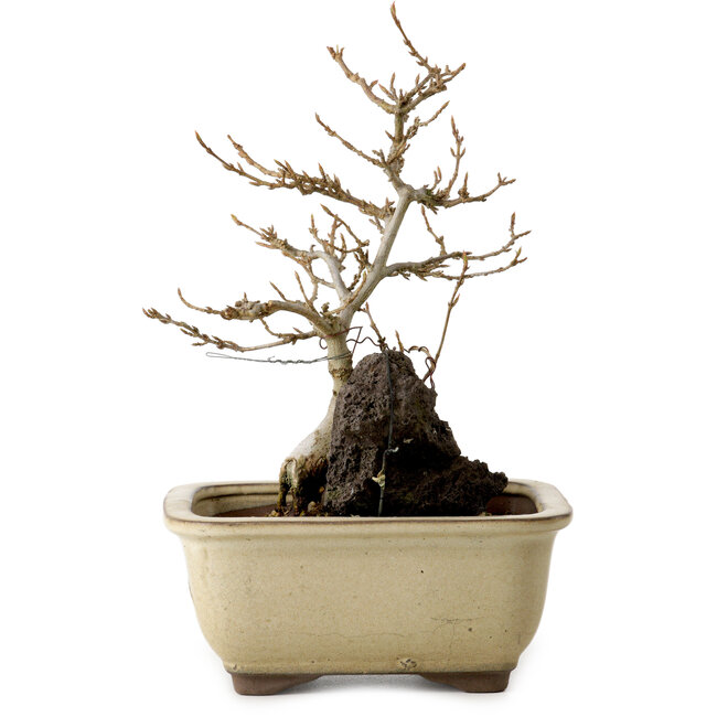 Acer buergerianum, 18 cm, ± 10 years old