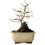 Acer palmatum, 18 cm, ± 10 jaar oud