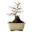 Acer palmatum, 18 cm, ± 10 years old