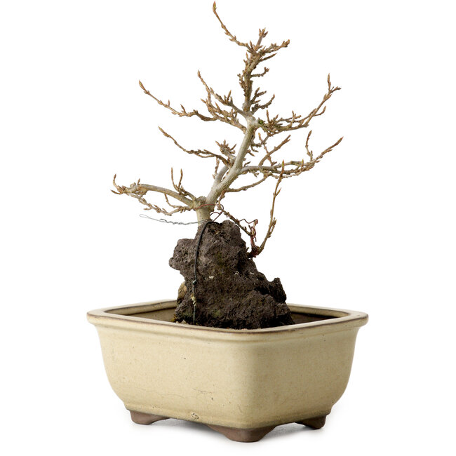 Acer palmatum, 18 cm, ± 10 años de edad