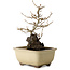 Acer buergerianum, 18 cm, ± 10 Jahre alt
