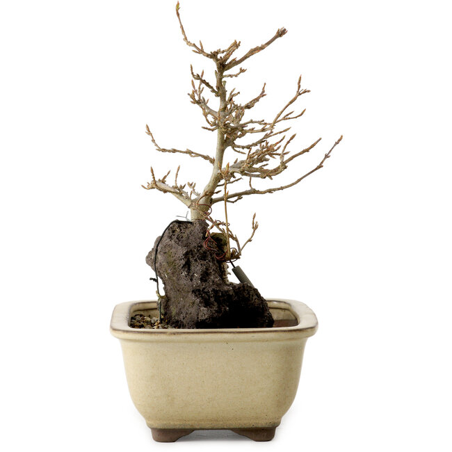 Acer buergerianum, 18 cm, ± 10 ans