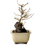 Acer buergerianum, 18 cm, ± 10 ans
