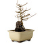 Acer buergerianum, 18 cm, ± 10 Jahre alt