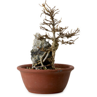Acer buergerianum, 21 cm, ± 10 años