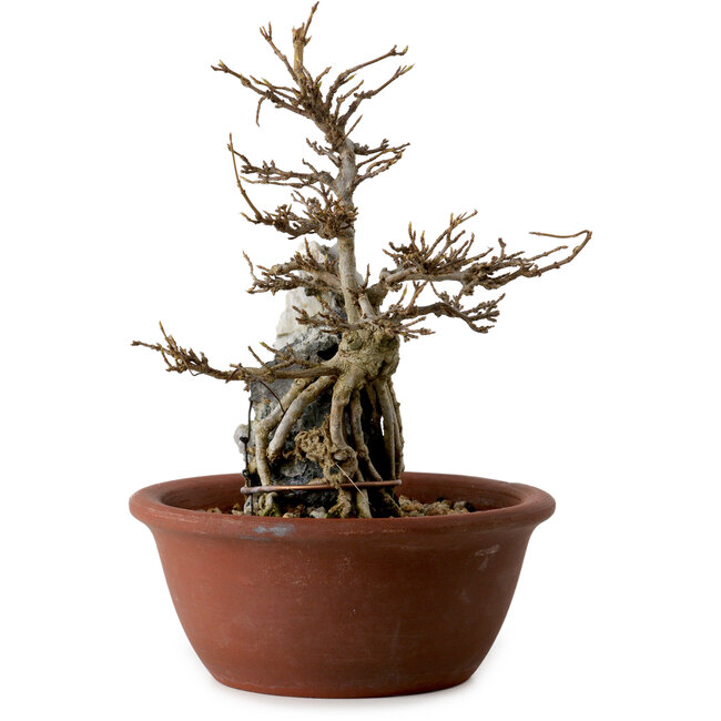 Acer palmatum, 21 cm, ± 10 years old