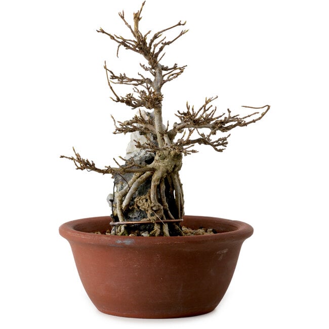 Acero palmato, 21 cm, ± 10 anni