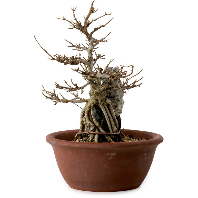 Acer palmatum, 21 cm, ± 10 years old