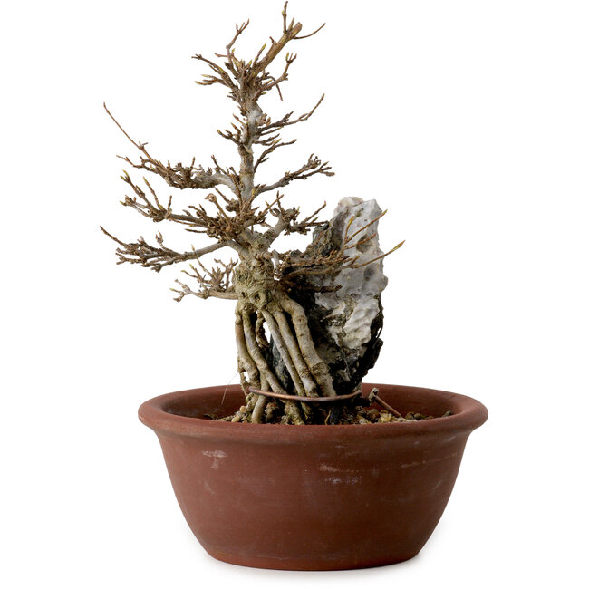 Acer palmatum, 21 cm, ± 10 jaar oud