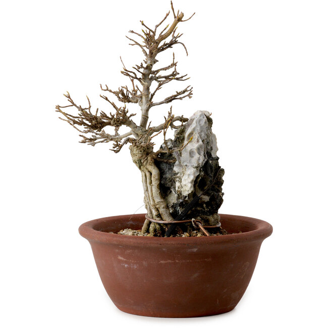 Acer buergerianum, 21 cm, ± 10 years old