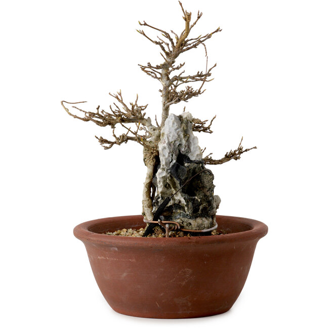 Acer buergerianum, 21 cm, ± 10 Jahre alt
