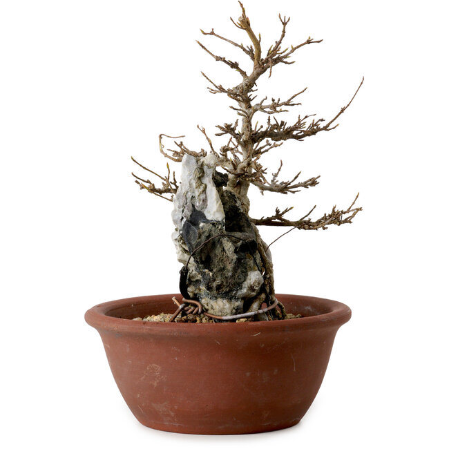 Acer buergerianum, 21 cm, ± 10 years old