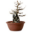 Acer buergerianum, 21 cm, ± 10 years old