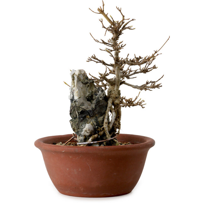 Acer buergerianum, 21 cm, ± 10 Jahre alt