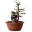 Acer buergerianum, 21 cm, ± 10 years old