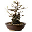 Acer palmatum, 19 cm, ± 10 years old, in a pot with a chip of