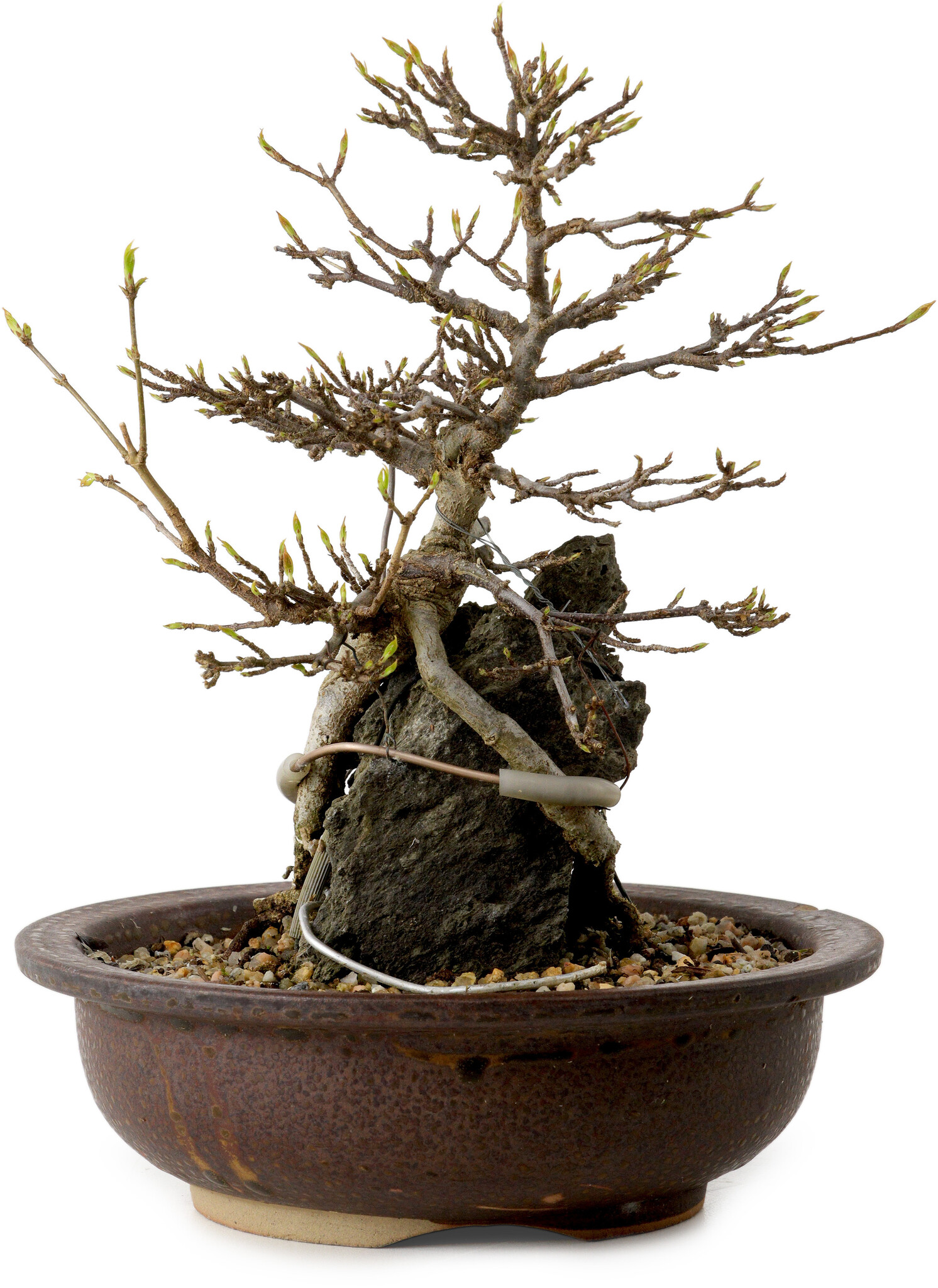 Bloomique - Acer Palmatum Atropurpureum - Acero Giapponese - Foglia Rosso-Porpora - Pianta da Giardino - Resistente al Freddo - Alta 20-30 cm - Vaso 10,5 cm