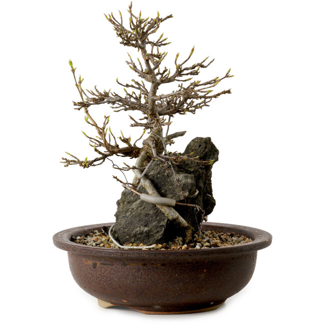 Acer palmatum, 19 cm, ± 10 years old, in a pot with a chip of